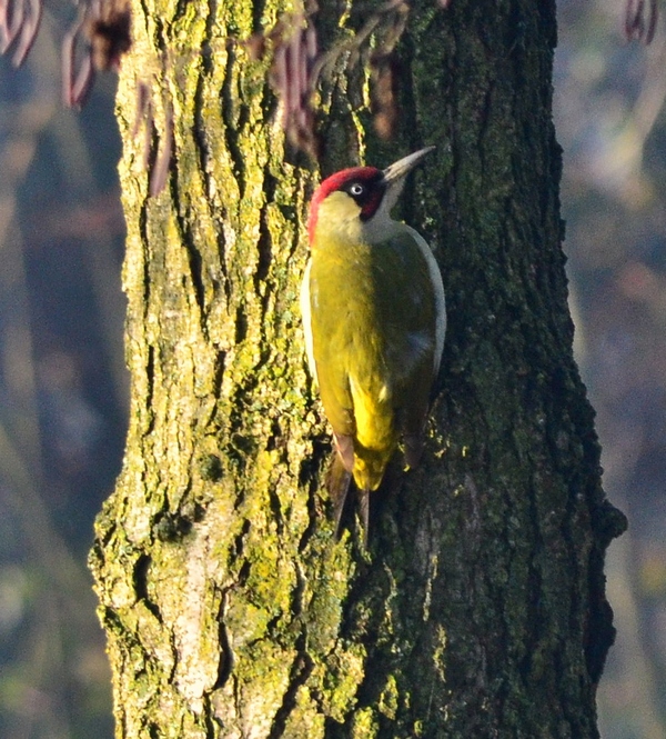 Per Paola Mich (picchio verde)